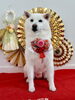 モフモフちゃん「Happy New Year」