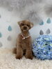 まろんちゃん「わんこと梅雨☔️」