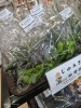 新鮮無農薬ピーマン🫑「新鮮無農薬野菜が激安です‼️」
