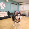 【岡山市南区】保護犬猫と出会える新スポット『ANELLA CAFE 岡山妹尾店』（保護犬猫ふれあいカフェ）