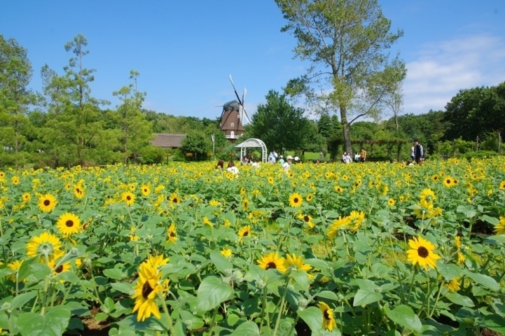 ふなばしアンデルセン公園で ひまわりまつり 開催中 子ども美術館も要チェック 船橋トピックス 身近にあるニュースを日々お届け まいぷれ 船橋市