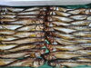 「📣本日のお魚情報🐟」