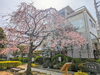 「【西条市神拝】うちぬき広場の桜が満開！」