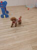 とことこ走りが可愛いクッキーちゃん「ましゅまろ幼稚園　^ - ^」