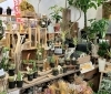 たくさんの観葉植物「【はなやホック皆生店】おしゃれで強い観葉植物」