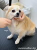 レディなサンゴちゃん　おヒゲカット中〜「秋のオプションキャンペーン　（＾_＾）」