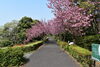 「桜開花状況」