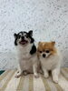 ミルクちゃん、慎之介くん「ペットホテルのご利用させたわんちゃん🐶🐾」