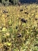 大地が育てた、めぐりの実り。「「蕎麦の実、収穫の日。健やかな一年を願う“食の整え”」」