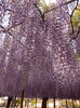 優雅に垂れ下がる紫の花房「津島市・天王川公園の藤が満開！紫の絶景トンネルをおさんぽしよう」