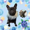 「Dog salon mofu mofu　余市町」