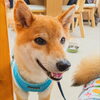 まるちゃん「今日のお友達」