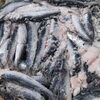 「平子（真鰯）の季節になって来ました🐟️🐟️」