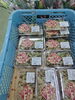 当店加工場手造りのおこわ「お彼岸セール開催中！」