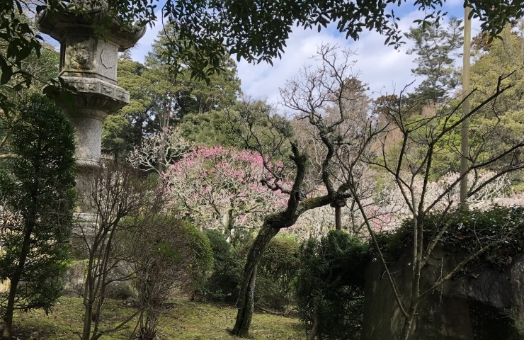 成田の梅まつり19 成田に春の訪れを告げる梅の祭典 成田の四季特集 まいぷれ 成田 印西 白井