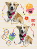 「Dog salon mofu mofu　余市町」