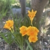 アロマケア　70分【足浴・ホットタオル(首/足)・ハーブティ付き🌿】