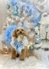 華ちゃん「2025 Merry Xmas🎄」