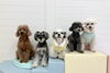 ねむ♡Hこなつ♡アモル♡ぷっか♡ペチ「ましゅまろ幼稚園🐾」
