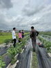 新鮮京野菜「第二回ファームヨガ　大成功」