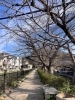 最寄りの桜はまだまだこんなもん「春近し？」