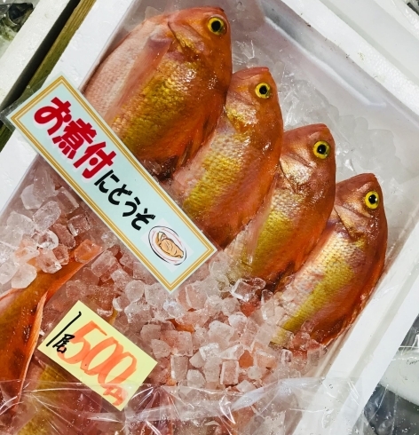 西海物産館 魚魚市場鮮魚コーナーおすすめは モスラ入荷しました です 魚魚の宿のニュース まいぷれ 佐世保