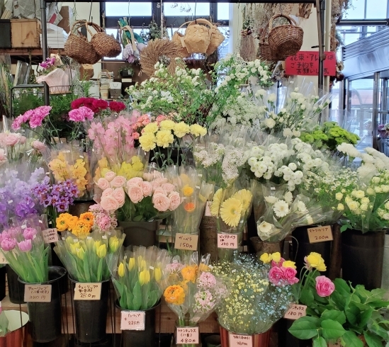 はなやホック皆生店 春の切り花豊富です はなや皆生店のニュース まいぷれ 米子 はなやホック皆生店 春の切り花豊富です はなや皆生店のニュース まいぷれ 米子