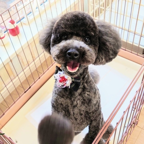 千歳ドッグサロンsent トリミングのお客様 プードル プードルカット トイプードル 黒プー クリスマスリボン 手作りリボン サービスリボン Dog Salon Sentのニュース まいぷれ 千歳 恵庭 千歳ドッグサロンsent トリミングのお客様 プードル プードルカット トイプードル 黒プー クリスマスリボン 手作りリボン サービスリボン Dog Salon Sentのニュース まいぷれ 千歳 恵庭