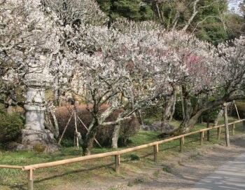 成田の梅まつり