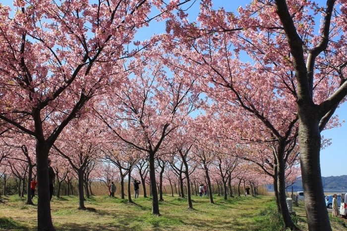 八束千本桜緑地（記念碑付近）