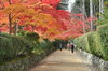 和歌山でも屈指の紅葉スポットの高野山。「秋の和歌山旅は貸切バスが便利◎紅葉や味覚狩りにもおすすめ！」