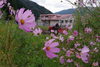 耕うん中「来春の「菜の花」の準備が始まりました。」