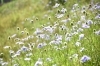 マツムシソウ「気軽に訪れたつもりが、心に残る思い出に。」