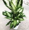 「おすすめの観葉植物！【福島市　観葉植物専門店】」