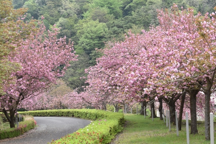 八重桜は見ごろです「展示入れ替え中のミニ企画展の紹介💗」