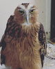 声をかけたらこんな顔で見られました「メンフクロウ産卵してます」
