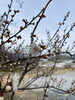 早咲きの桜「啓蟄」