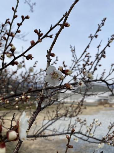 早咲きの桜「啓蟄」