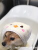 櫂ちゃんパック中〜「秋のオプションキャンペーン　（＾∇＾）」