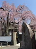 「高尾でいちばん早く咲く桜」