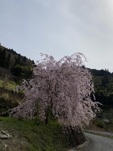 桜満開「桜満開」