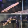 古代魚 アクアリウム 古代魚水槽 | アクアルバム