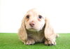 「ミニチュアダックス子犬情報」