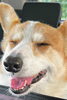 Good smile!「動物に関する英語シリーズ〜犬好き〜　⭐️出雲市で英語教室をお探しならドリーム塾へ⭐️」