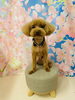 ご新規様🍀︎  王子くん👑「✂️🐶トリミングサロン🫧‪🛁ＧＷ前にご来店されたわんちゃん🐶🦴」