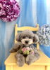 ここちゃん「わんこと紫陽花」