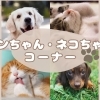 わんちゃん・ねこちゃんコーナー