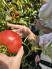 「トマト収穫🍅」