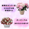 しえて「【母の日特集】それぞれの花に込められた花言葉をご紹介します」