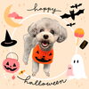 「Dog salon mofu mofu　余市町」